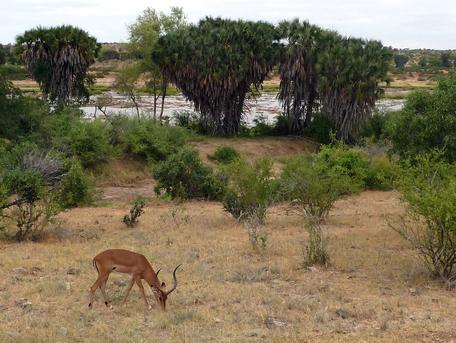Ein Impala äst am Ufer des Galana im Tsavo-East-Nationalpark, dahinter Doumpalmen und der Fluss