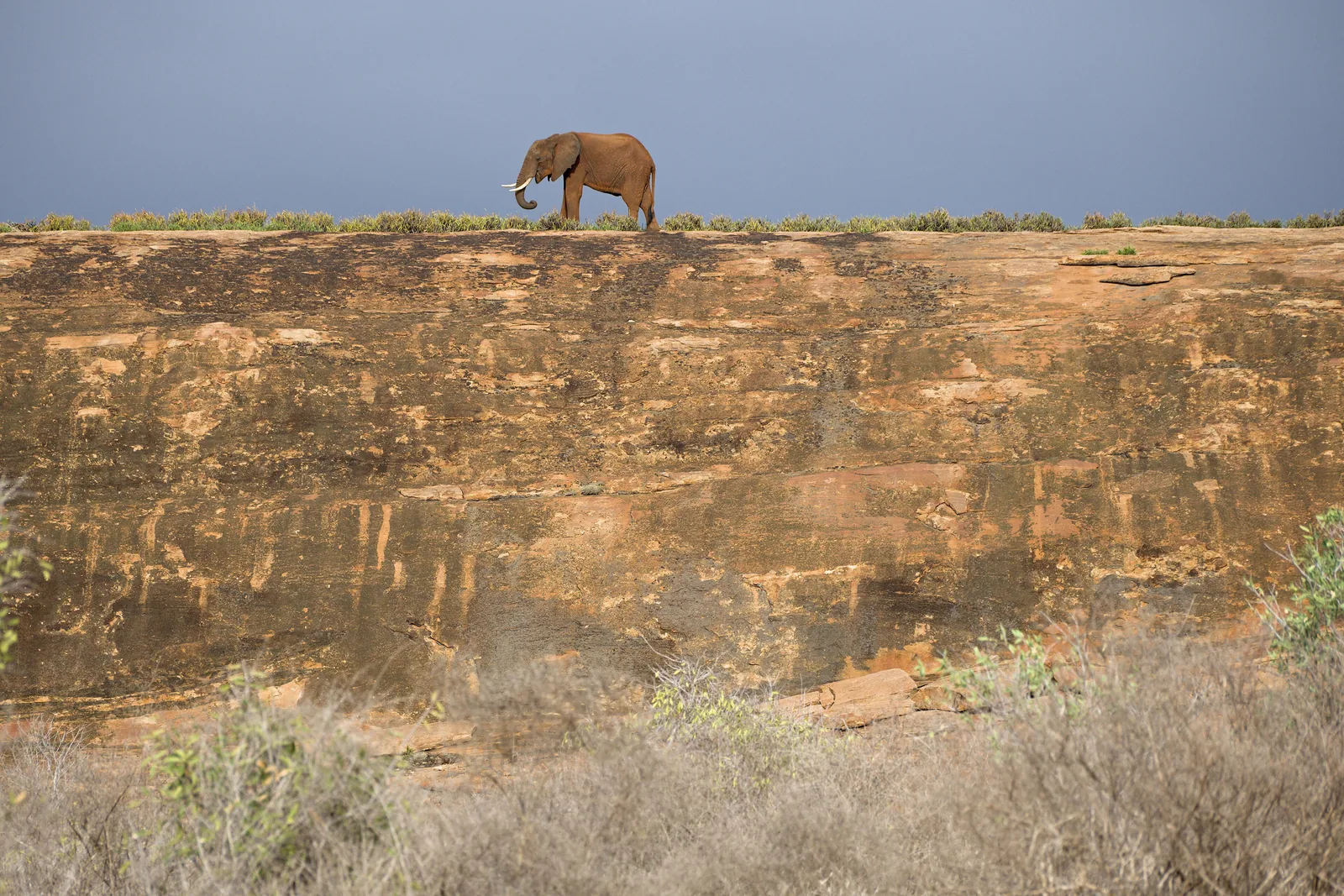 Ein einzelner Elefantenbulle steht oben auf dem Felsrücken von Mudanda Rock im Tsavo-East-Nationalpark, darunter die rötliche Felswand