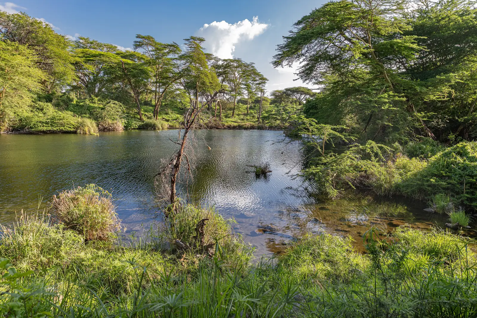 Ein klarer Teich der Mzima Springs im Tsavo-West-Nationalpark, gesäumt von Schilf, Büschen und hohen Akazien