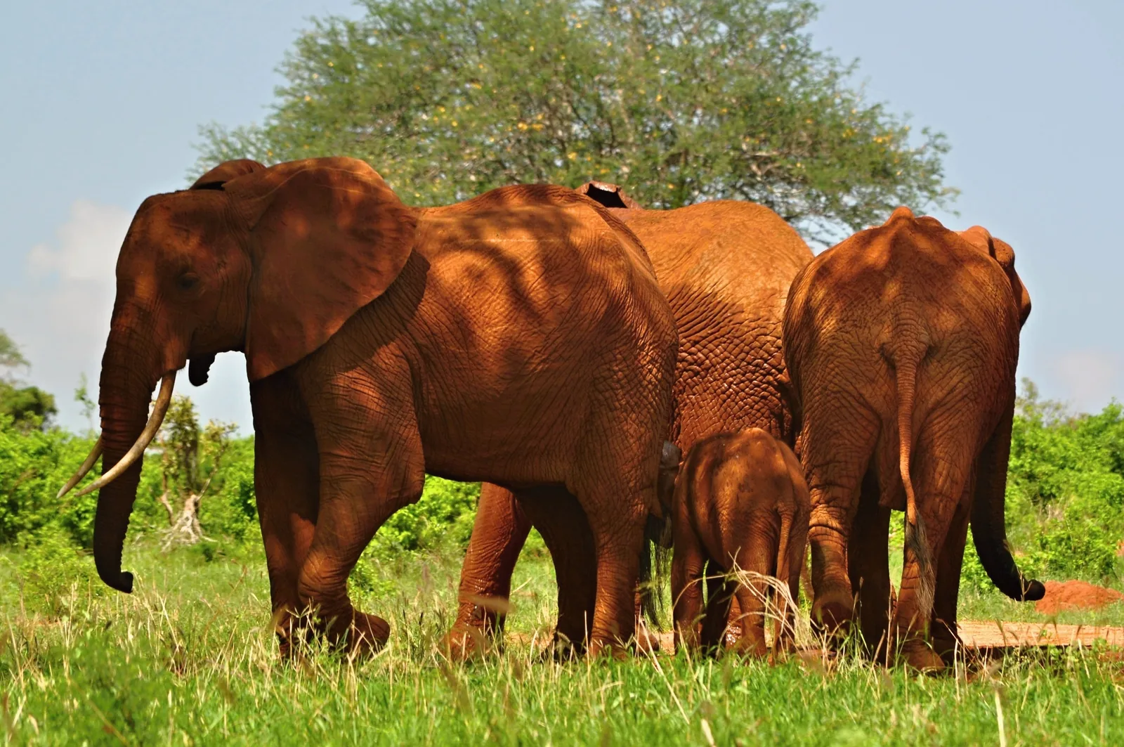 Eine Elefantenfamilie im Tsavo-East-Nationalpark, die Haut von rotem Staub überzogen, vor grünem Gras und Bäumen