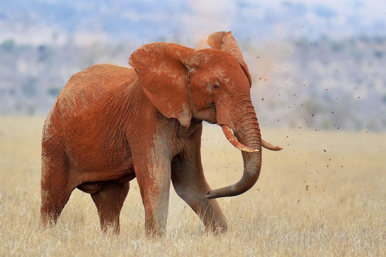 Ein von rotem Staub bedeckter Elefant geht im Tsavo-East-Nationalpark durch trockenes, gelbes Gras und wirbelt Staub auf
