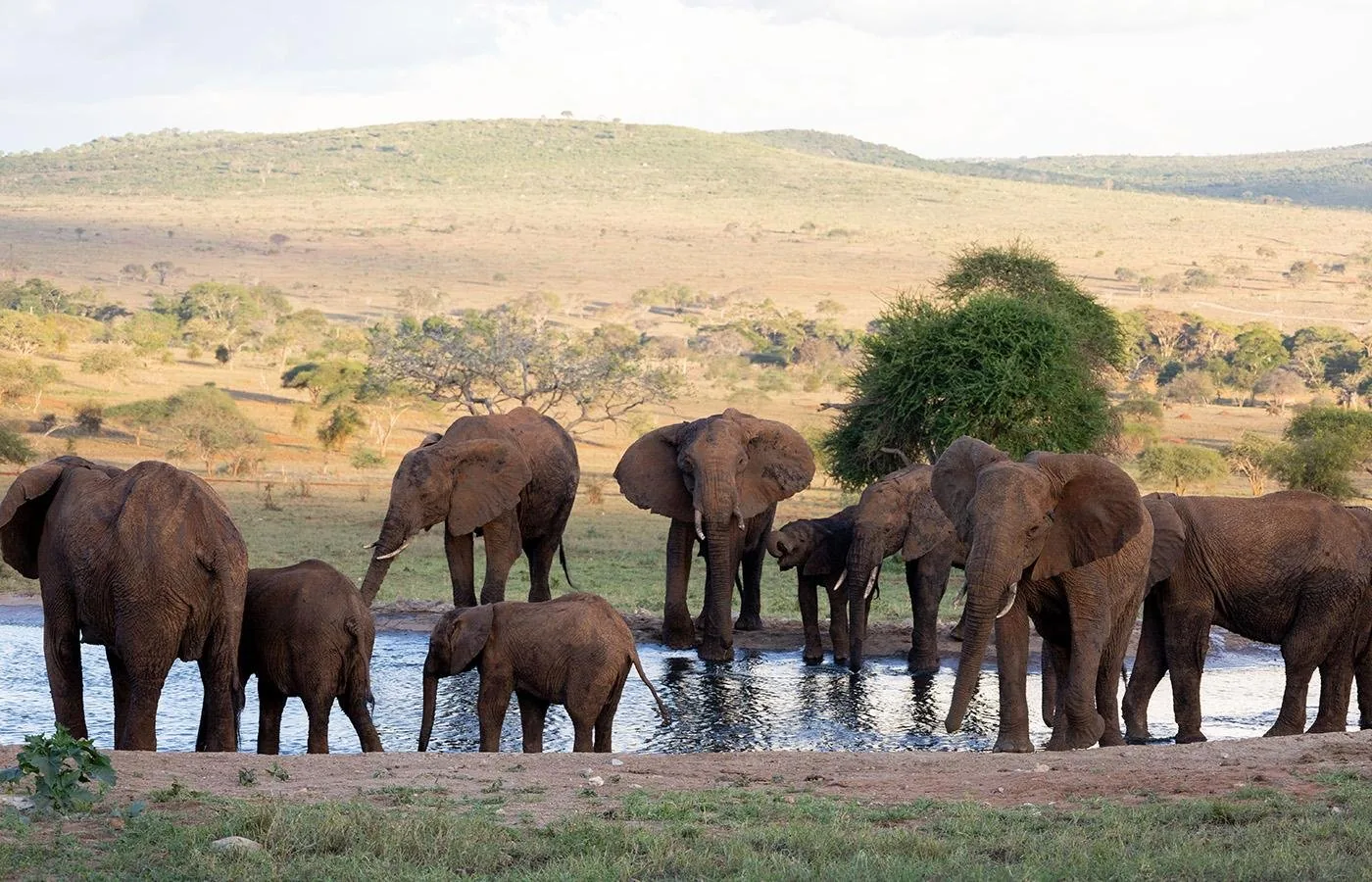 Angebotsfoto: Tsavo East und Tsavo West in drei Tagen, mit den Mzima Springs