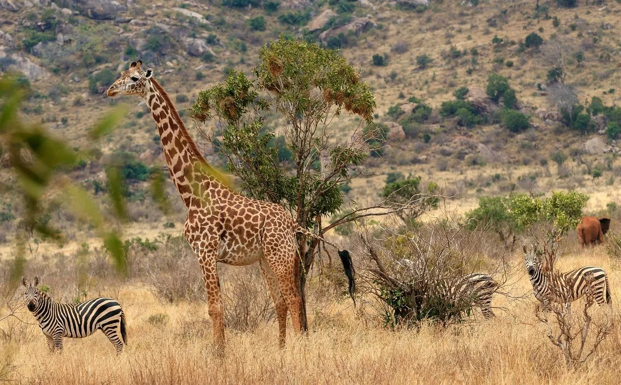 Angebotsfoto: Tsavo East mit Übernachtung: drei Pirschfahrten, privat ab Mombasa oder Diani