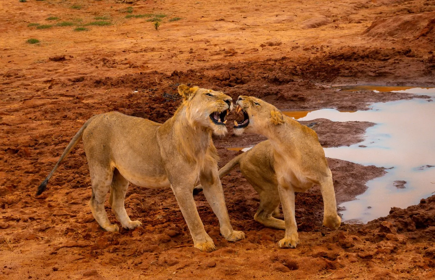 Angebotsfoto: Tsavo East an einem Tag: Abholung in Mombasa, Mtwapa, Diani oder Tiwi