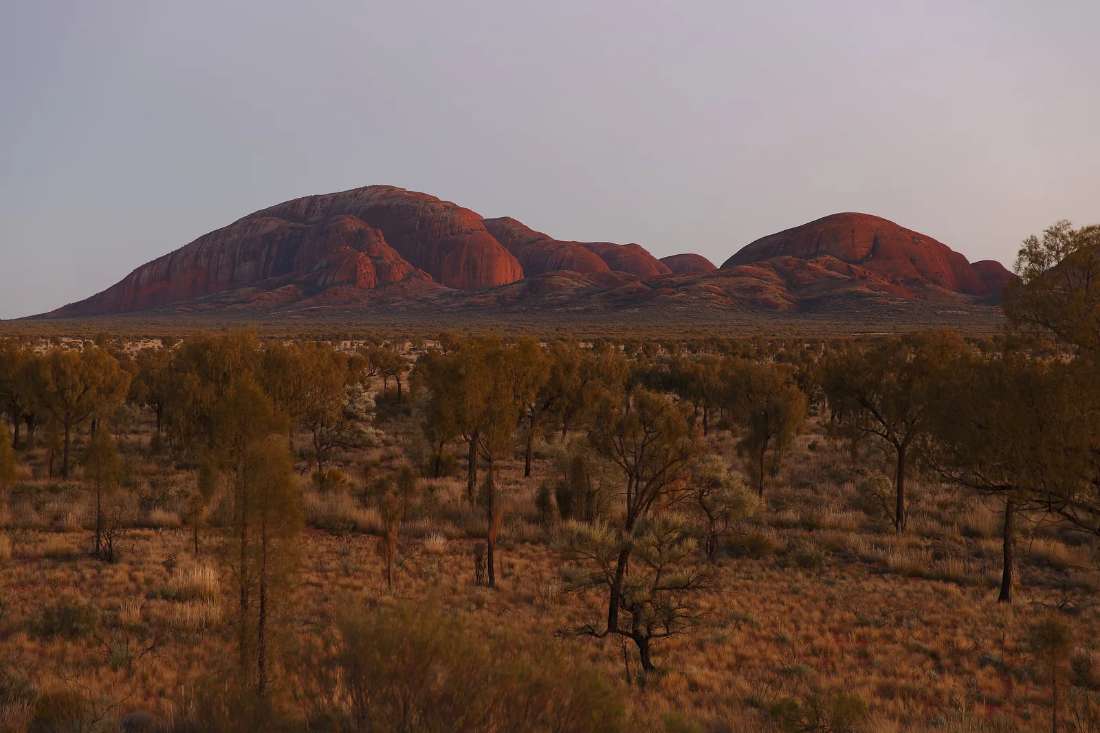 Die Kuppeln von Kata Tjuṯa im Uluṟu-Kata-Tjuṯa-Nationalpark im ersten Morgenlicht, davor eine weite Ebene mit Wüsteneichen