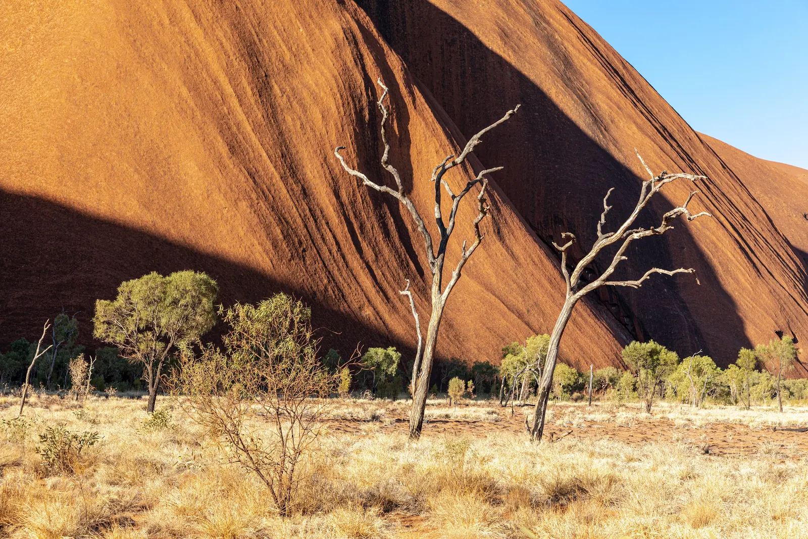 Abgestorbene, silbrige Bäume vor der schräg aufragenden Südwand des Uluru am Kuniya Walk im Uluṟu-Kata-Tjuṯa-Nationalpark, davor trockenes Gras