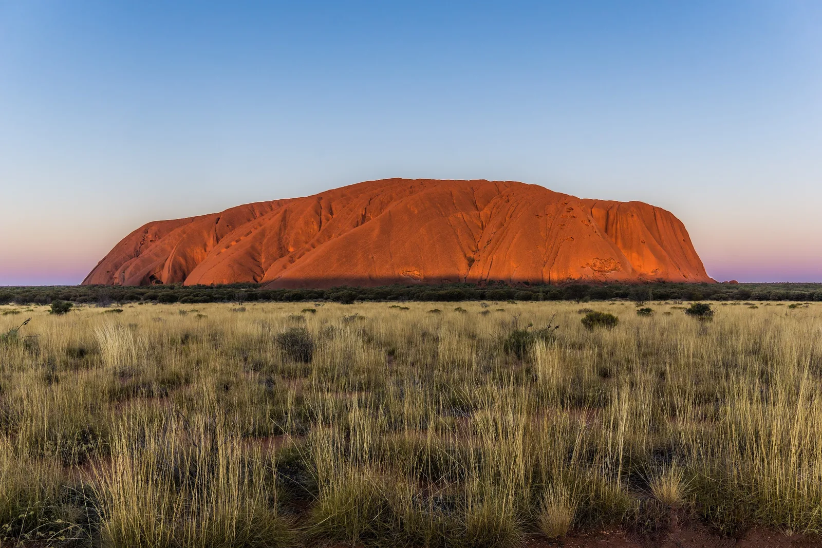 Der Uluru im Uluṟu-Kata-Tjuṯa-Nationalpark leuchtet im Abendlicht orange über einer Ebene aus hohem Spinifexgras, darüber ein klarer Himmel