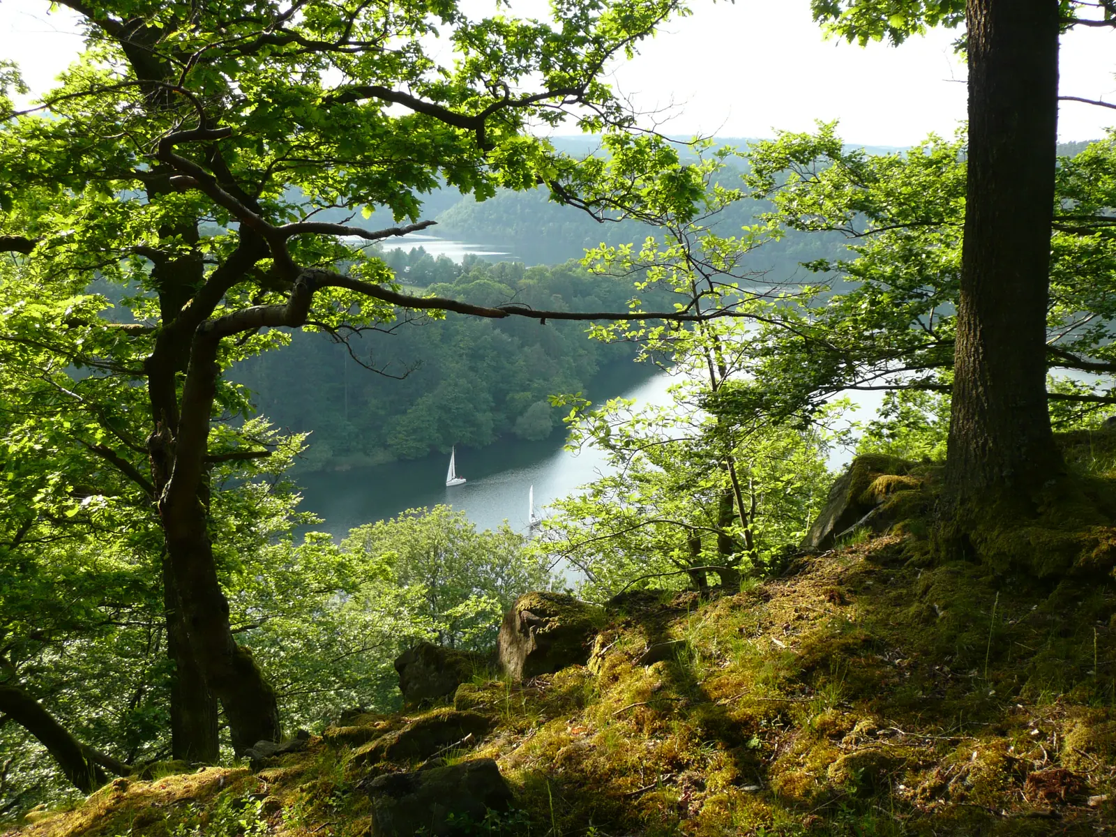Frisch belaubte Eichen am Hang über dem Edersee am Urwaldsteig bei der Hünselburg