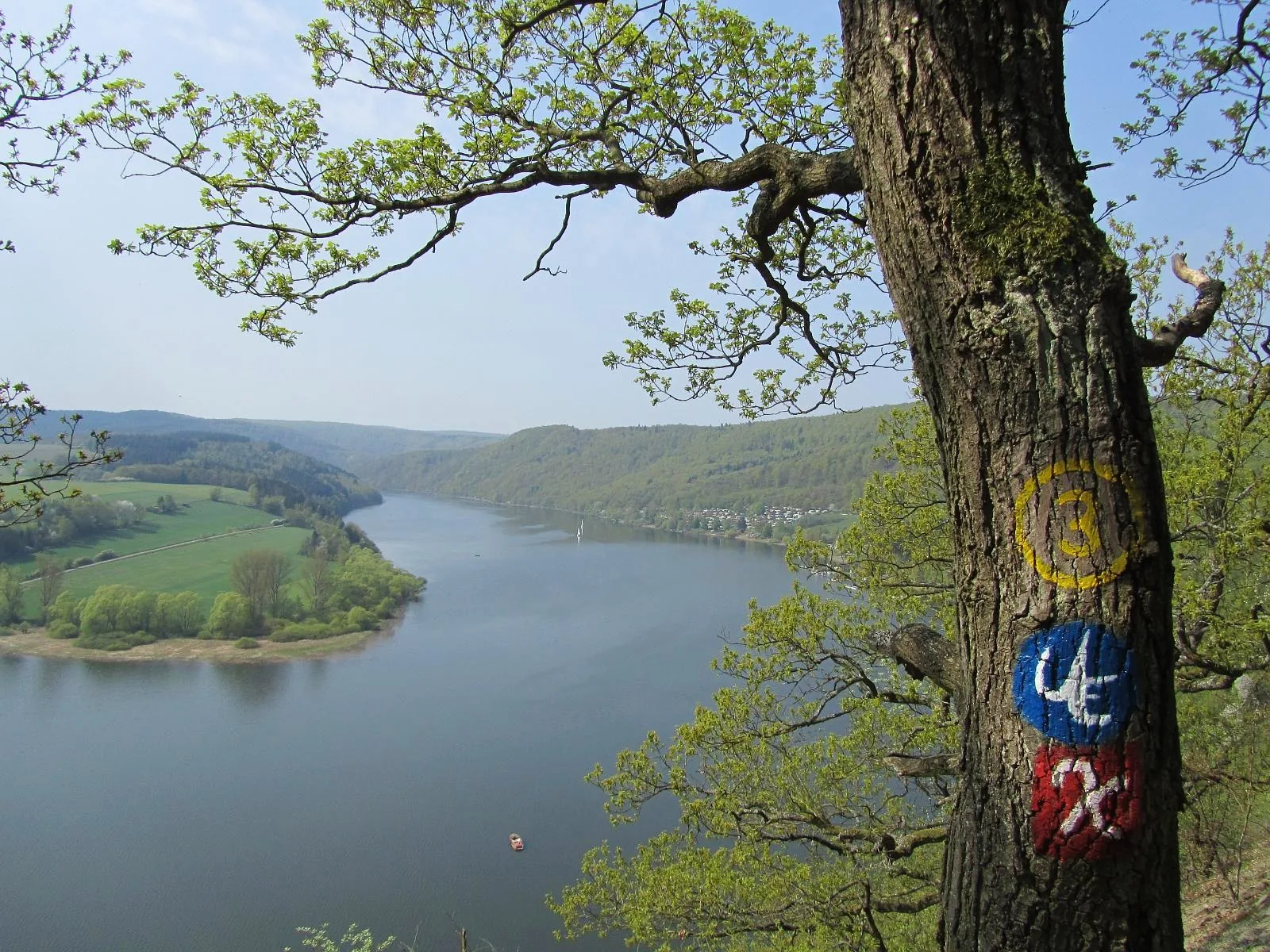 Baum mit Wegzeichen des Urwaldsteigs Edersee am Steilhang der Kahlen Haardt, unten der See