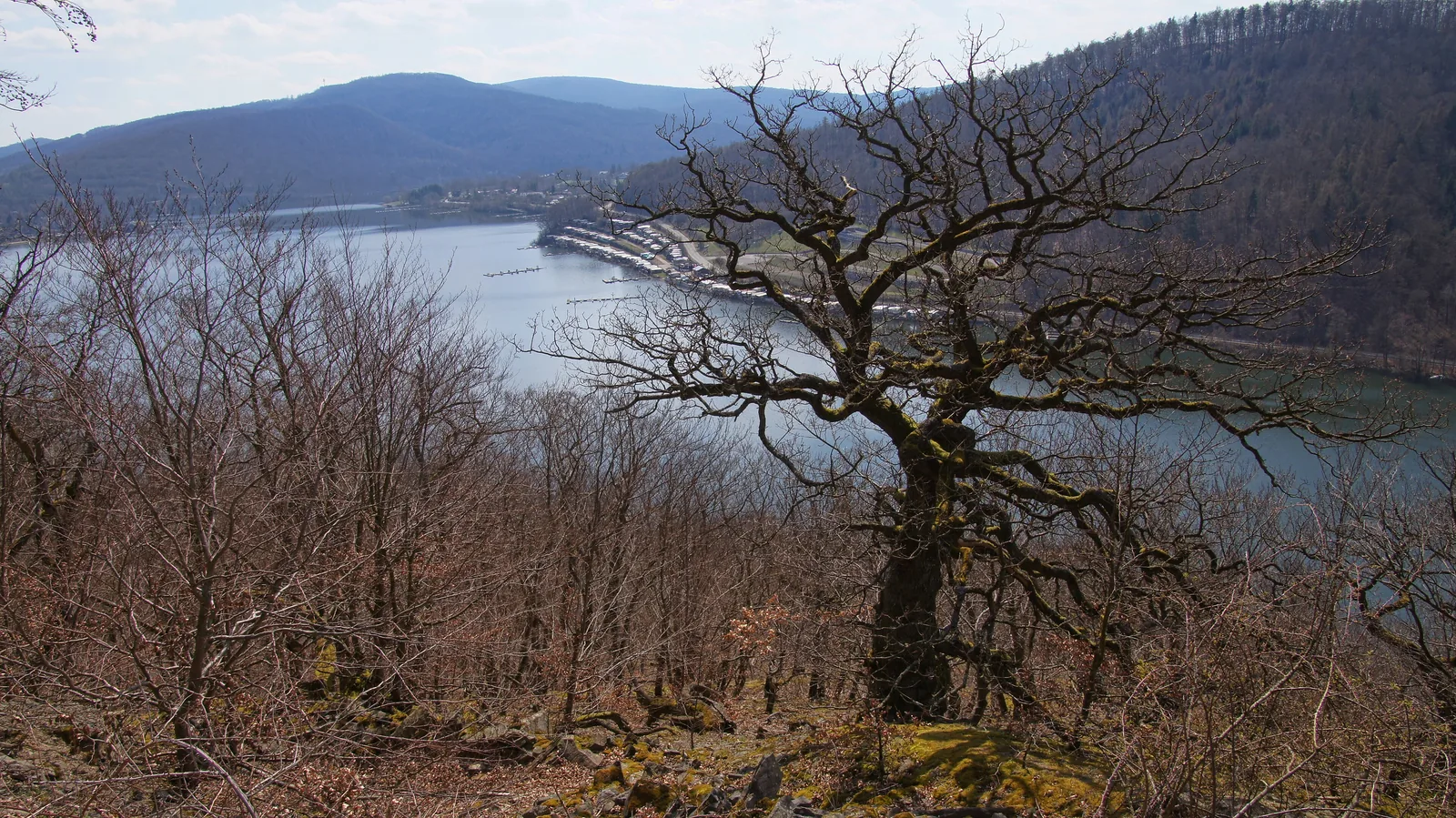 Knorrige, kahle Eiche direkt am Urwaldsteig Edersee, dahinter der See und die Halbinsel Scheid