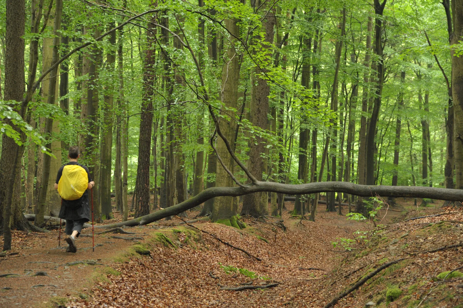 Wanderer mit gelbem Rucksack im lichten Buchenwald auf dem Urwaldsteig Edersee, ein umgestürzter Stamm quer über dem Weg