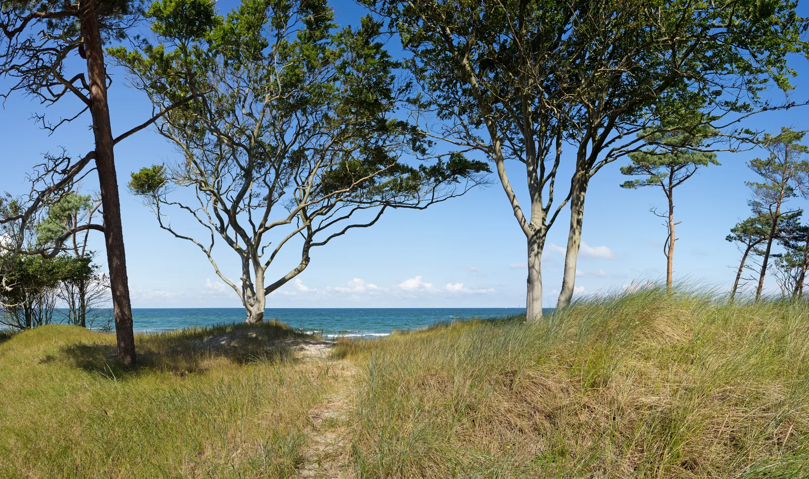 Windgeformte Bäume am Übergang vom Darßwald zur offenen Ostsee