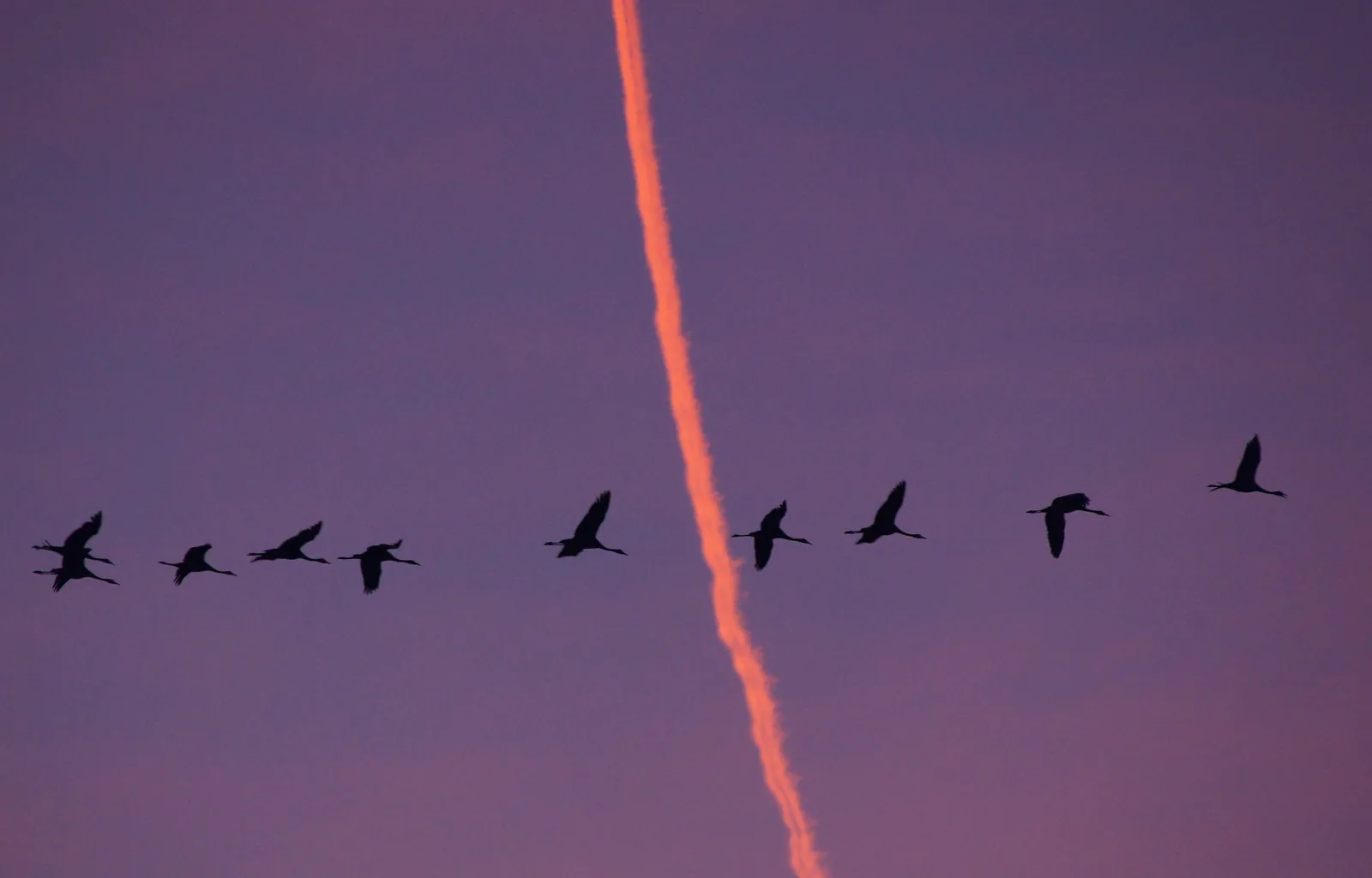 Kraniche als Silhouetten vor violettem Abendhimmel