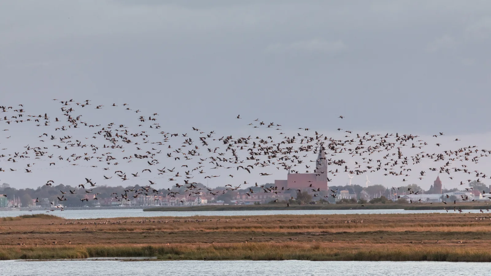 Ein dichter Schwarm Kraniche über dem flachen Bodden, dahinter eine Stadtsilhouette