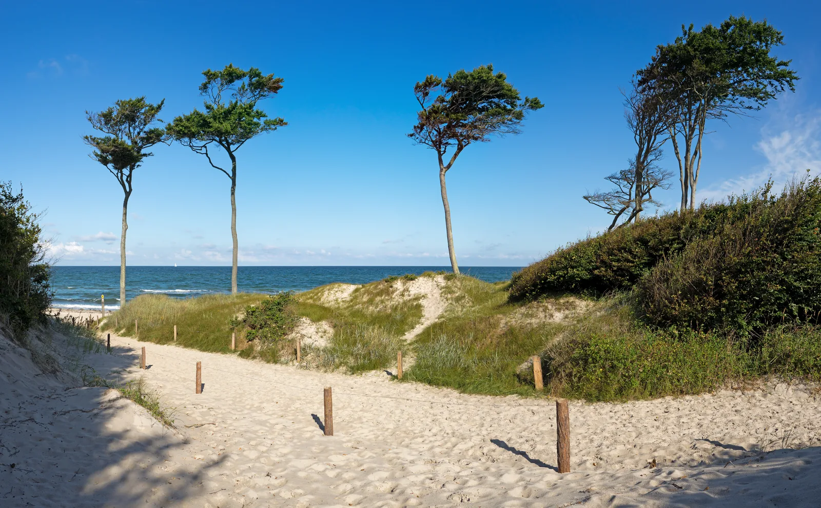 Vom Wind geformte Kiefern am Dünenübergang, dahinter die Ostsee