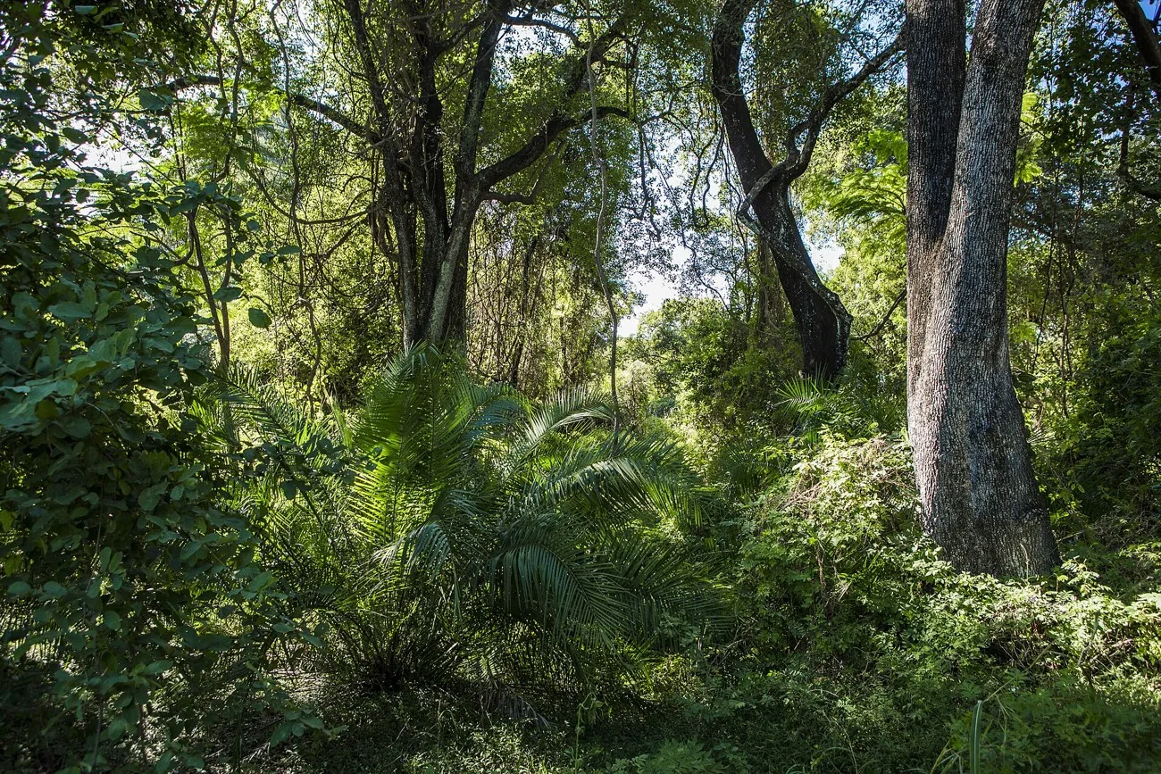 Hohe Bäume, Palmen und dichtes Unterholz im Regenwald des Victoria Falls National Park auf der simbabwischen Seite