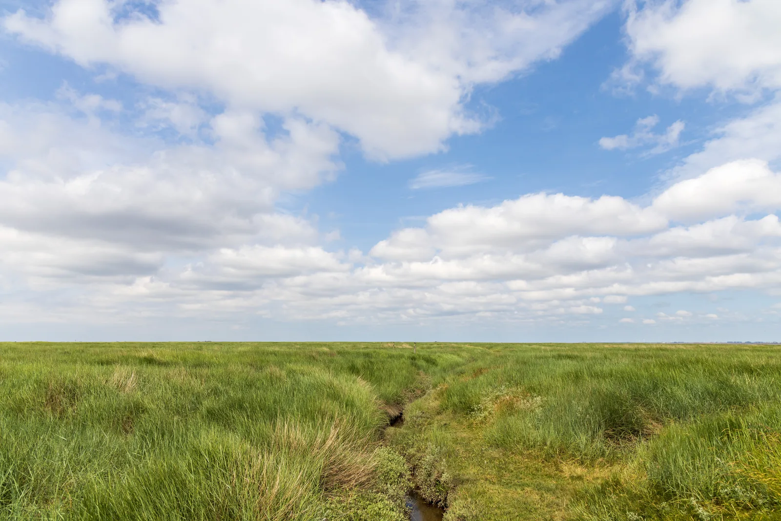 Weite grüne Salzwiese an der Hamburger Hallig unter einem hohen Wolkenhimmel