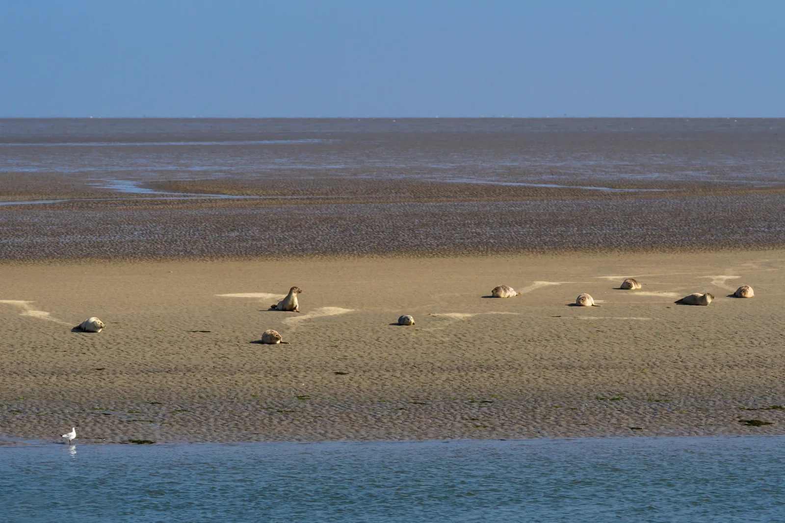 Rund ein Dutzend Seehunde ruhen auf einer hellen Sandbank im flachen Wasser