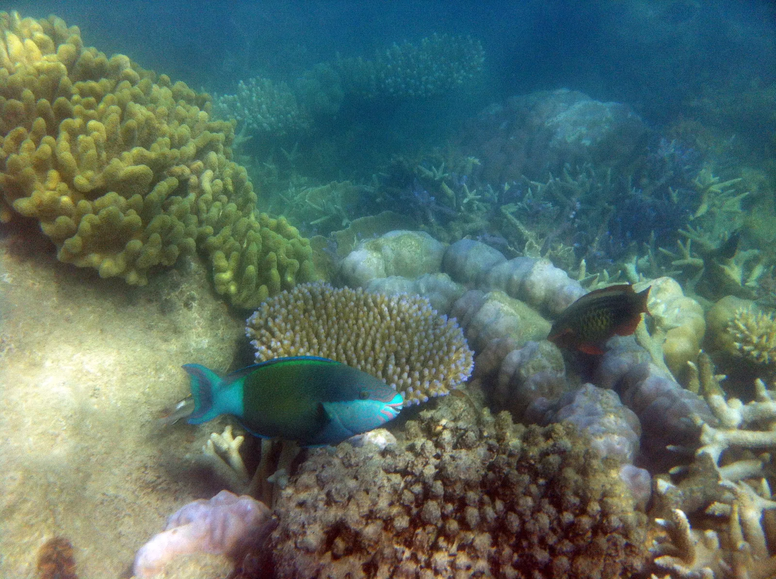 Ein Papageifisch zwischen Korallen am Riff vor Hook Island in den Whitsundays im Great Barrier Reef