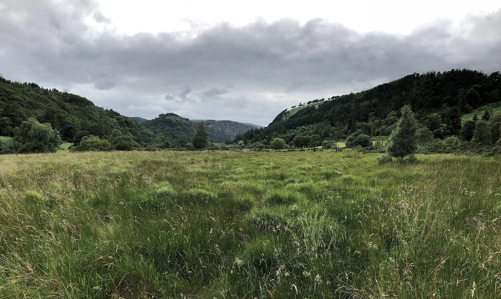Grasland auf einer Hochfläche im Wicklow-Mountains-Nationalpark, umgeben von bewaldeten Hügeln
