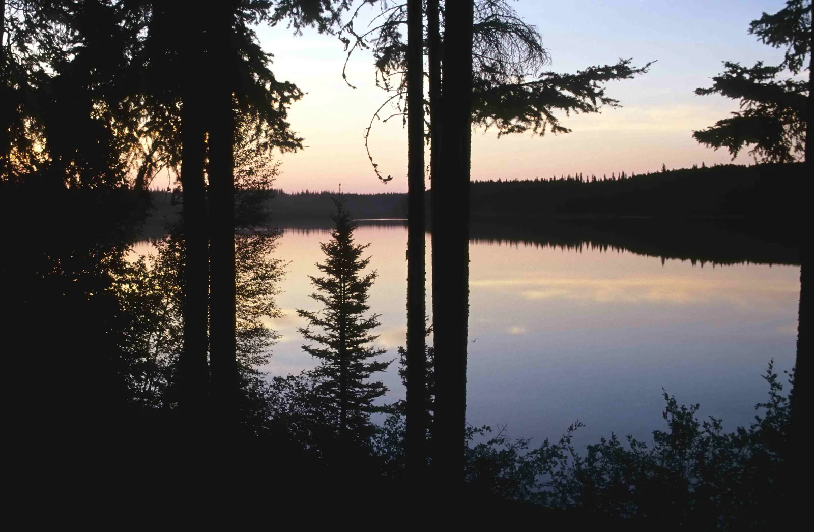 Der Pine Lake in der Abenddämmerung, silhouettierte Fichtenstämme im Vordergrund, auf dem glatten Wasser spiegelt sich ein rosafarbener Himmel