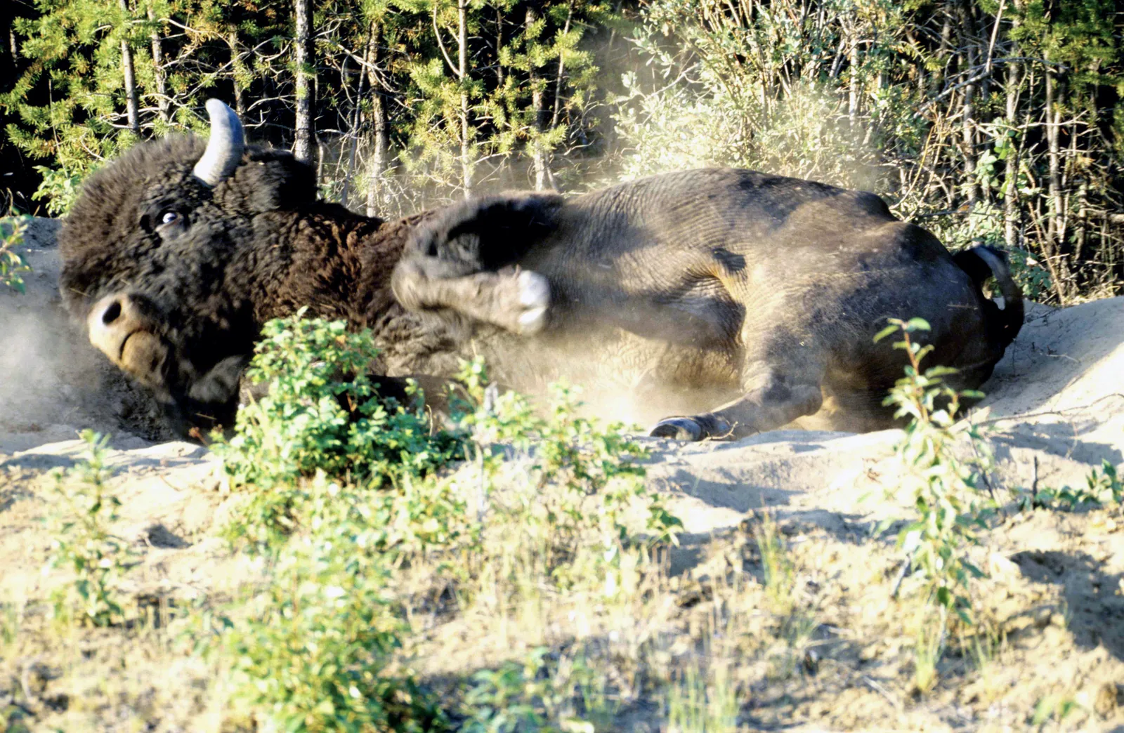 Zwei Waldbisons wälzen sich in einer staubigen Sandsuhle am Waldrand, der Staub wirbelt im Gegenlicht auf