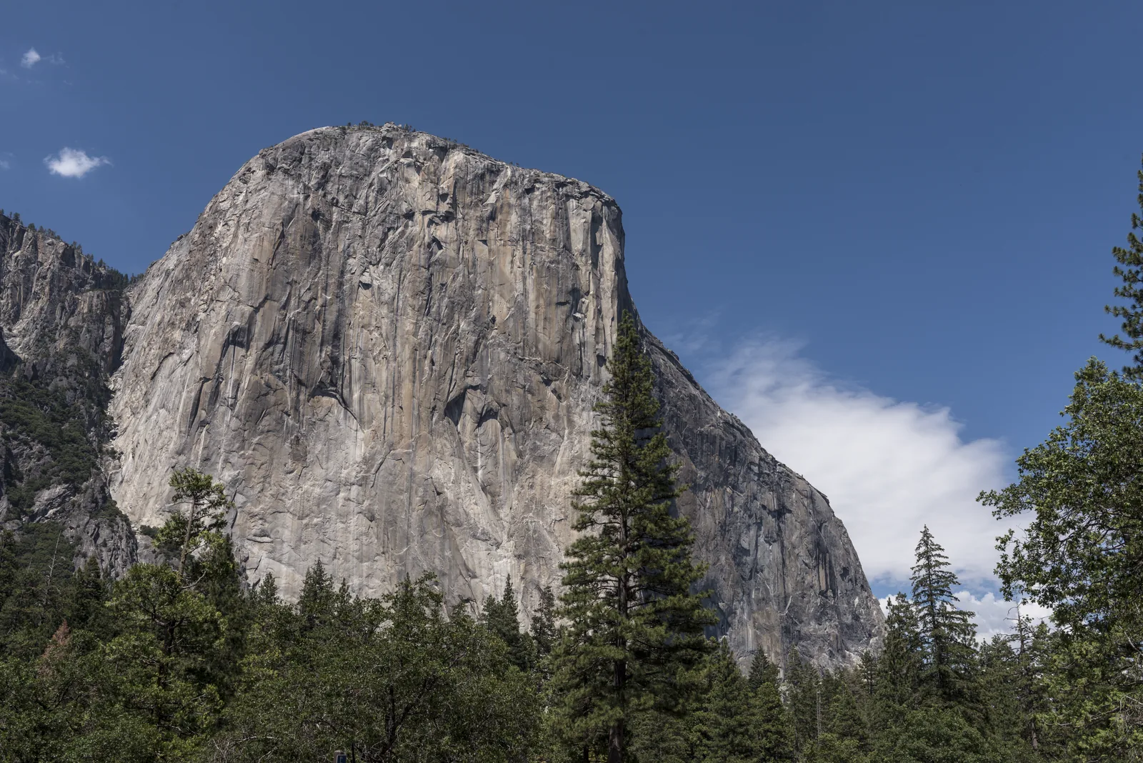 Die helle, fast senkrechte Granitwand des El Capitan über dunklem Nadelwald vor blauem Himmel