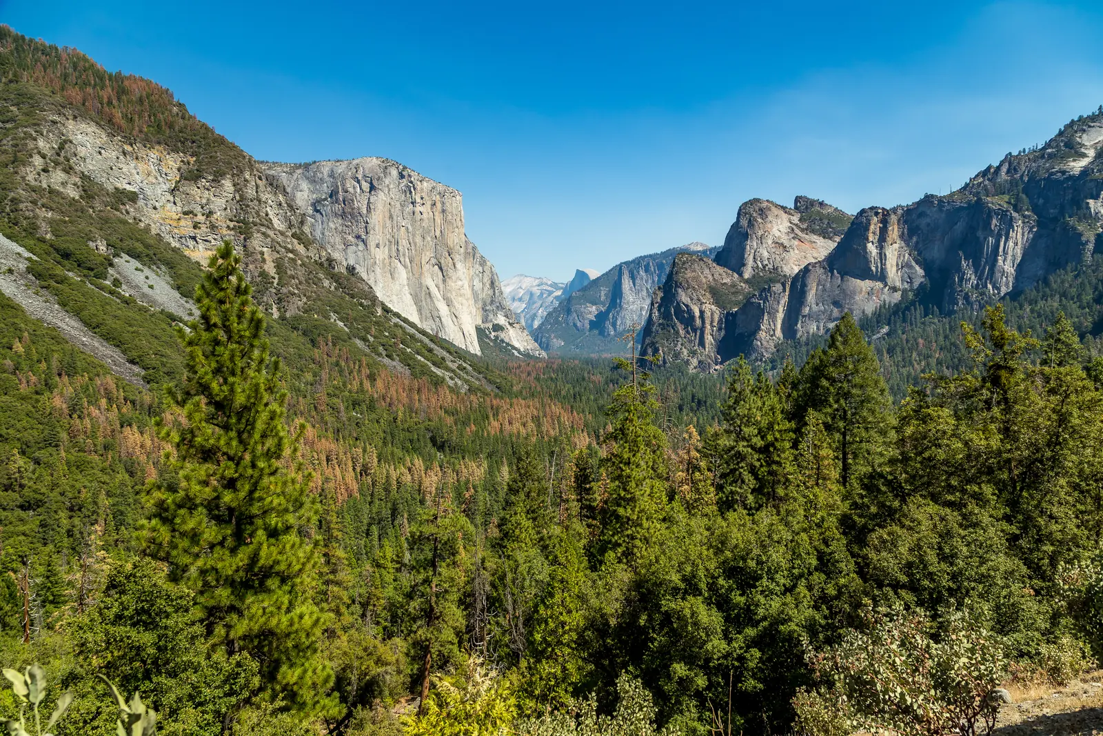 Blick vom Tunnel View in das Yosemite Valley: links die helle Wand des El Capitan, in der Ferne der Half Dome, unten dichter Nadelwald