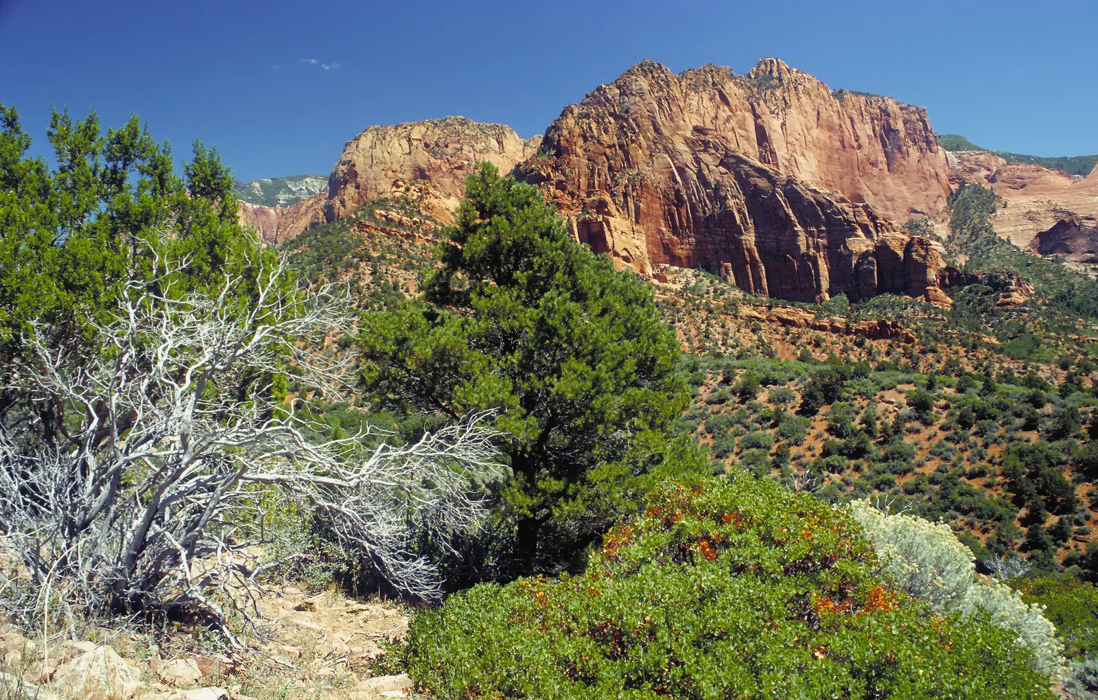 Rote Sandsteinwände der Kolob Canyons über bewachsenen Hängen unter tiefblauem Himmel