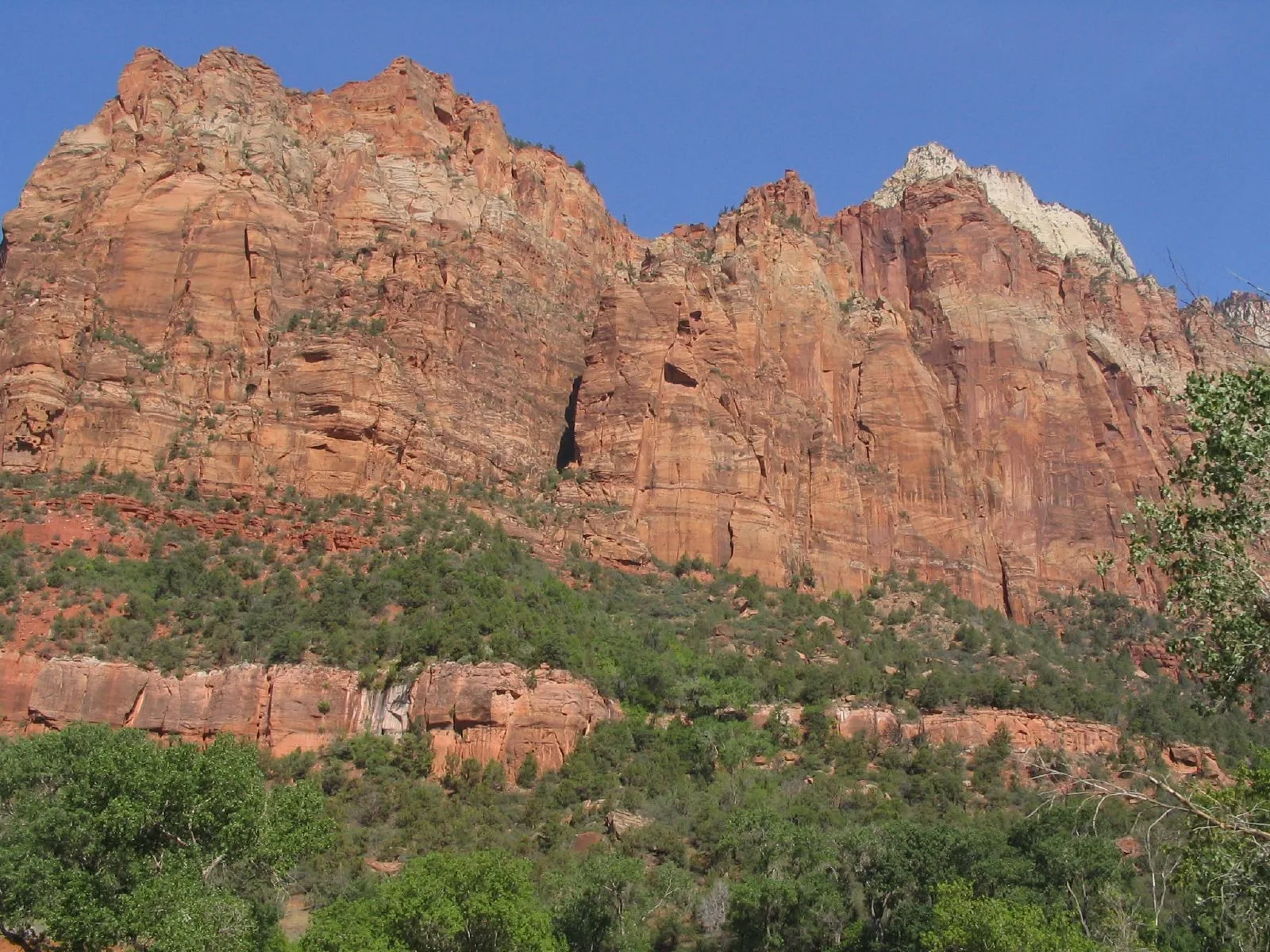 Rote Sandsteinwände mit hellen Kuppen über bewaldeten Hängen im Zion Canyon